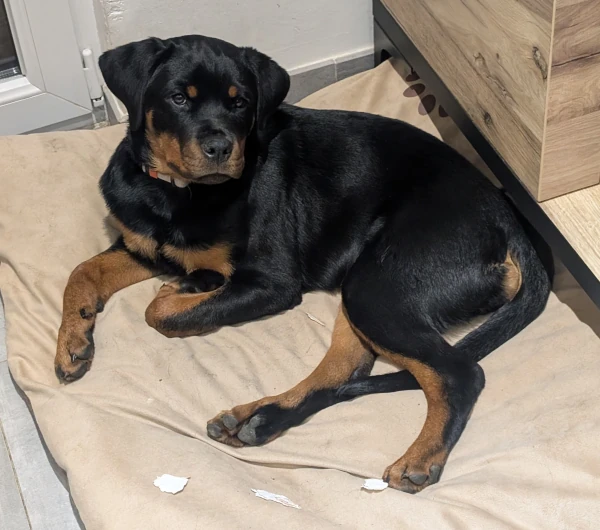 Xhaly des Gardiens du Chantoir